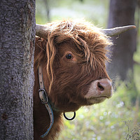 Buy canvas prints of Young Highland Bull Peeks Behind Tree by Taina Sohlman