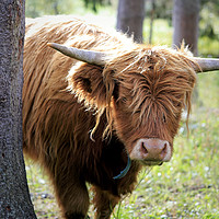 Buy canvas prints of Young Highland Bull Peeks Behind Tree by Taina Sohlman
