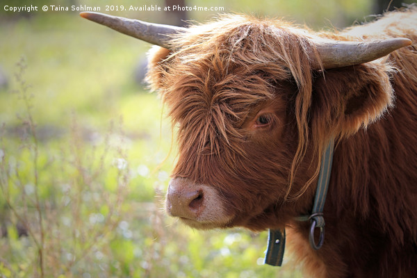 Young Highland Bull Close Up Picture Board by Taina Sohlman