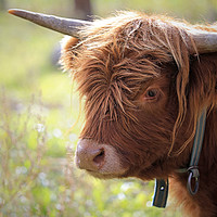 Buy canvas prints of Young Highland Bull Close Up by Taina Sohlman
