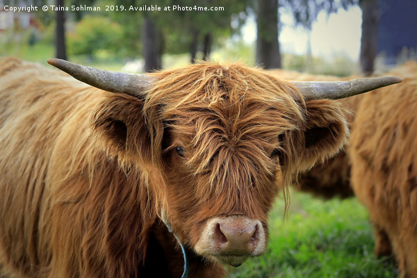 Portrait of Young Highland Bull Picture Board by Taina Sohlman