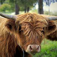 Buy canvas prints of Portrait of Young Highland Bull by Taina Sohlman