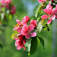 Buy canvas prints of Pink Flowers of Ornamental Grab Apple by Taina Sohlman