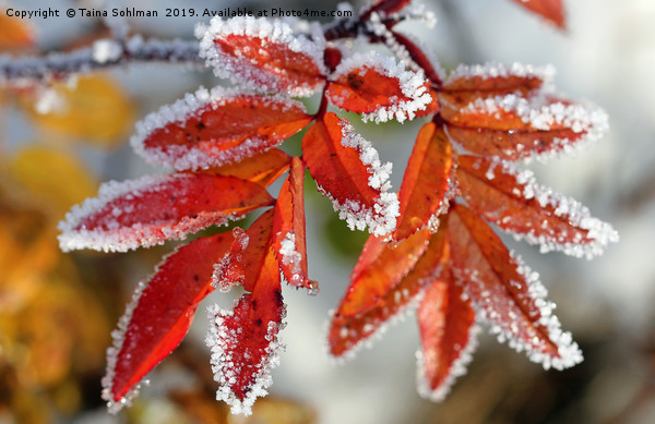 Frost on Rose Leaves Picture Board by Taina Sohlman