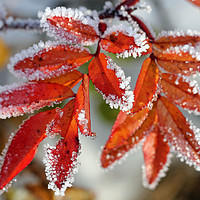 Buy canvas prints of Frost on Rose Leaves by Taina Sohlman