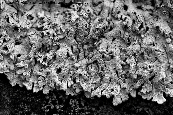 Abstract of Arctoparmelia centrifuga lichen Picture Board by Taina Sohlman