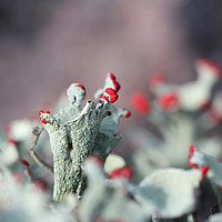 Buy canvas prints of Cladonia borealis macro by Taina Sohlman