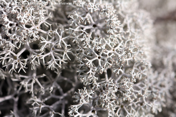 Cladonia stellaris Lichen Picture Board by Taina Sohlman