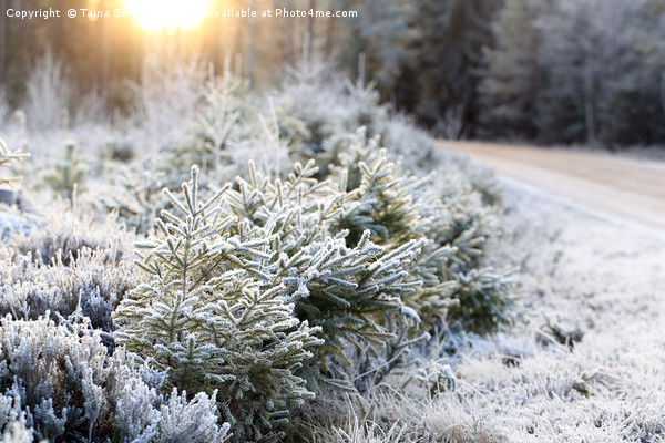 Frosted Forest and Winter Sun Picture Board by Taina Sohlman