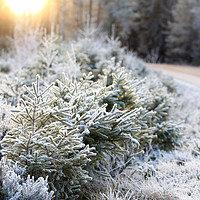 Buy canvas prints of Frosted Forest and Winter Sun by Taina Sohlman