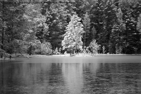 Frosted Trees by Frozen Lake Picture Board by Taina Sohlman