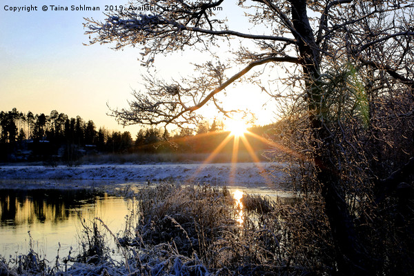 Winter Sunset at Pernionjoki River  Picture Board by Taina Sohlman