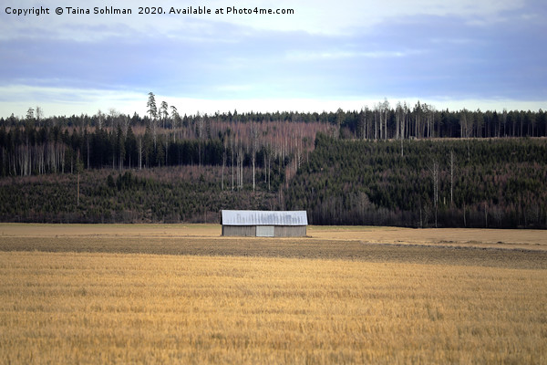 Lonely Barn in Field Picture Board by Taina Sohlman