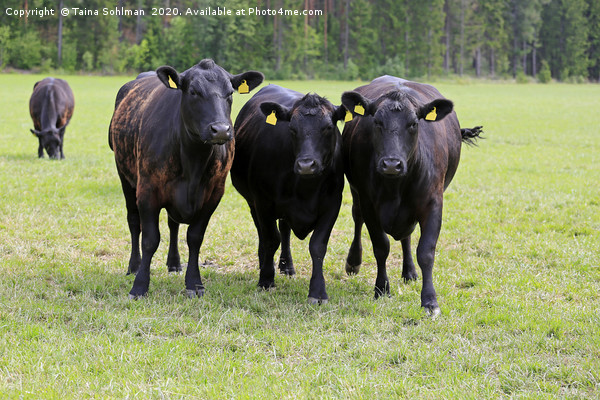 Black Cows Running Towards Camera Picture Board by Taina Sohlman