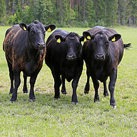 Buy canvas prints of Black Cows Running Towards Camera by Taina Sohlman