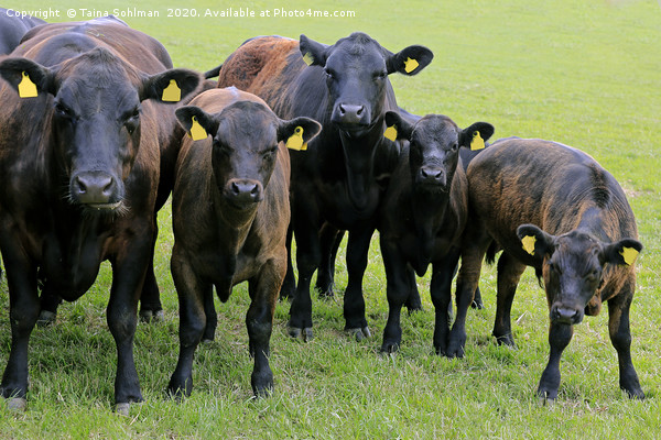 We are Curious - Cattle Looking into Camera Picture Board by Taina Sohlman