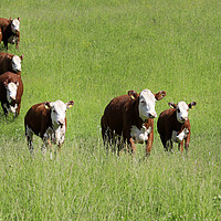 Buy canvas prints of Cattle Running Towards Camera by Taina Sohlman