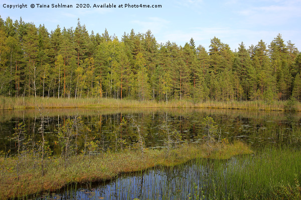 Small Marshland Lake in Early Autumn Picture Board by Taina Sohlman