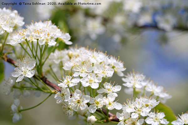 White Flowers of Prunus Close Up Picture Board by Taina Sohlman