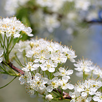 Buy canvas prints of White Flowers of Prunus Close Up by Taina Sohlman