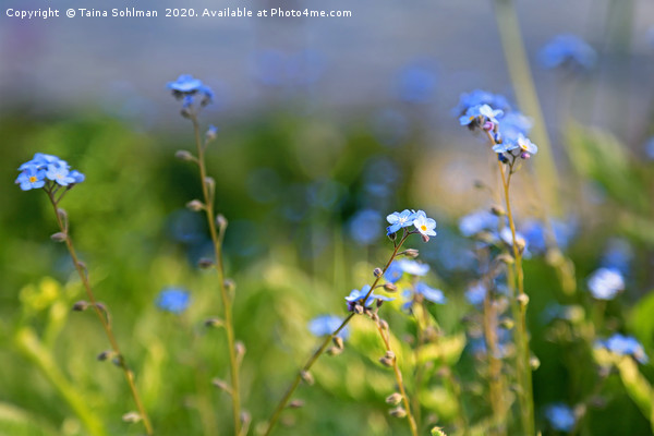 Blue Flowers of Forget-Me-Not or Myosotis  Picture Board by Taina Sohlman