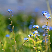 Buy canvas prints of Blue Flowers of Forget-Me-Not or Myosotis  by Taina Sohlman