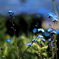 Buy canvas prints of Blue Flowers of Forget-Me-Not or Myosotis  by Taina Sohlman