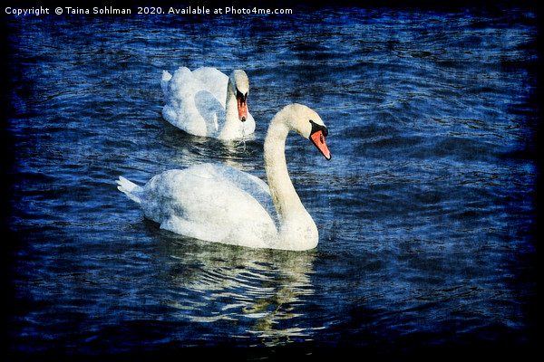 Swans on Blue Sea Grunge Style Picture Board by Taina Sohlman