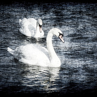 Buy canvas prints of Dreamy Pair of Swans by Taina Sohlman