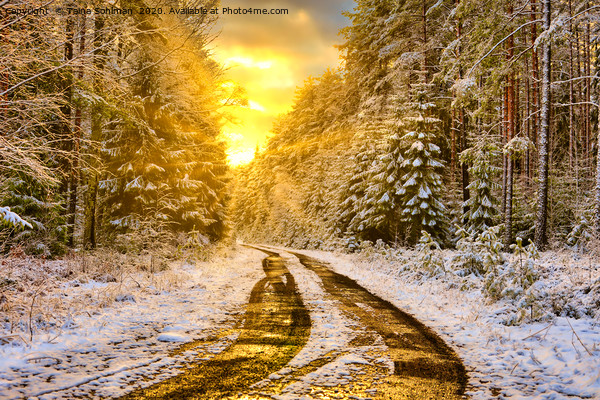 Winter Sunset in Forest Picture Board by Taina Sohlman