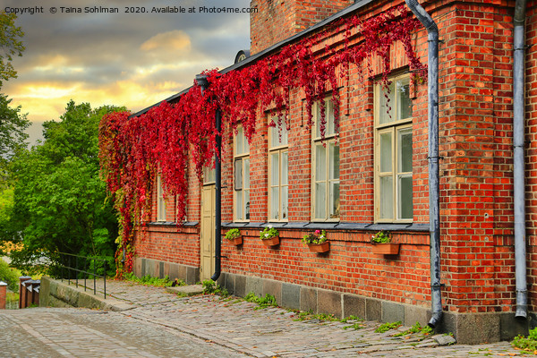 Old Brick Building with Virginia Creeper at Autumn Picture Board by Taina Sohlman