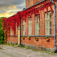 Buy canvas prints of Old Brick Building with Virginia Creeper at Autumn by Taina Sohlman