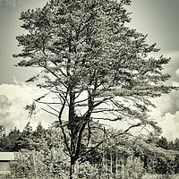 Buy canvas prints of Old Times Pine Tree by Taina Sohlman