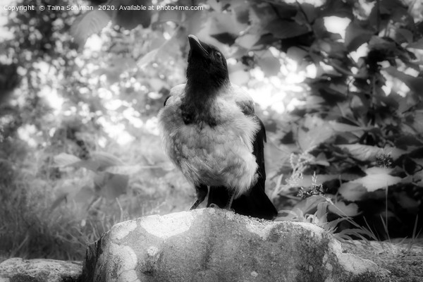 Mystic Hooded Crow, Corvus cornix Picture Board by Taina Sohlman