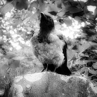 Buy canvas prints of Mystic Hooded Crow, Corvus cornix by Taina Sohlman