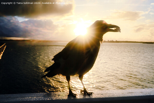 Mystic Hooded Crow at Sunrise  Picture Board by Taina Sohlman