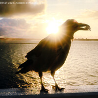 Buy canvas prints of Mystic Hooded Crow at Sunrise  by Taina Sohlman