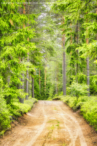 Green Forest Road Picture Board by Taina Sohlman