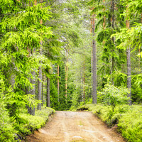 Buy canvas prints of Green Forest Road by Taina Sohlman