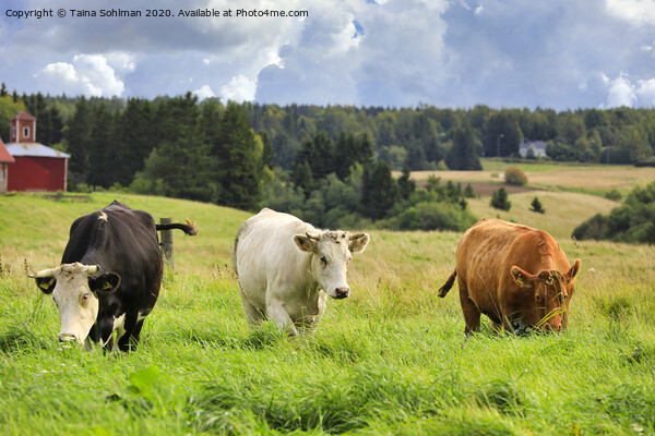 Cattle Grazing in Green Farmland Picture Board by Taina Sohlman
