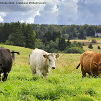 Buy canvas prints of Cattle Grazing in Green Farmland by Taina Sohlman