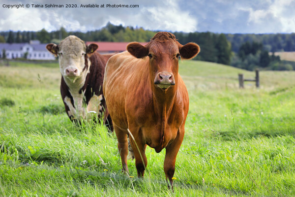 Two Cows in Green Grassy Farmland Picture Board by Taina Sohlman