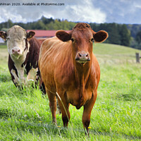 Buy canvas prints of Two Cows in Green Grassy Farmland by Taina Sohlman