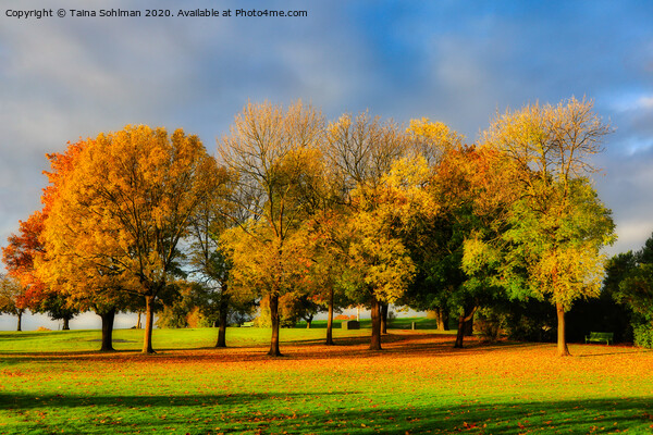 Beautiful Colours of Autumn in the Park Picture Board by Taina Sohlman