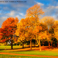 Buy canvas prints of Autumnal Trees in the Park by Taina Sohlman