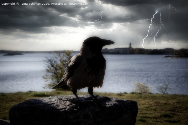 The Mysterious Hooded Crow Picture Board by Taina Sohlman