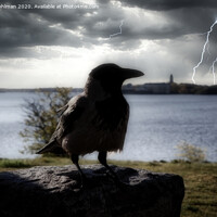 Buy canvas prints of The Mysterious Hooded Crow by Taina Sohlman