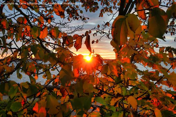 Rising Sun Through Foliage Picture Board by Taina Sohlman