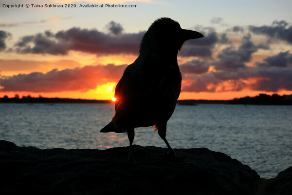 Sunrise with Hooded Crow Picture Board by Taina Sohlman