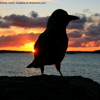 Buy canvas prints of Sunrise with Hooded Crow by Taina Sohlman